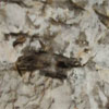 Bianco Antique granite