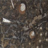 Brown Fossila